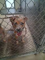 A young medium-sized female White / Cream Pit Bull Terrier dog named Thelma for adoption in Moline, IL