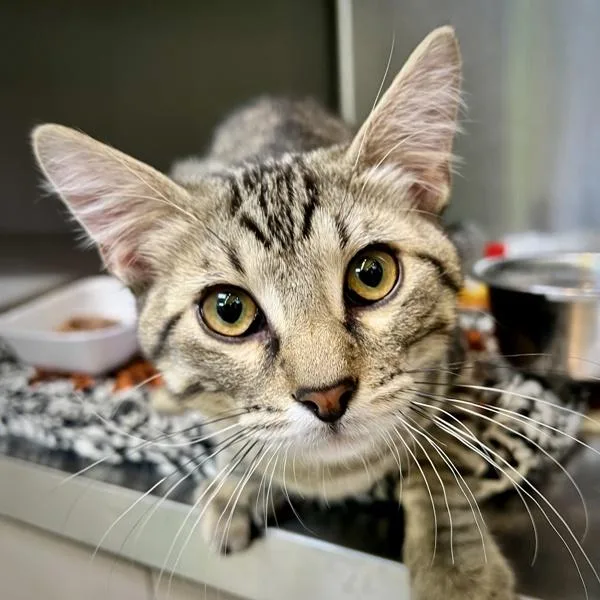 A baby large-sized male Domestic Short Hair cat named Samson for adoption in Sioux City, IA
