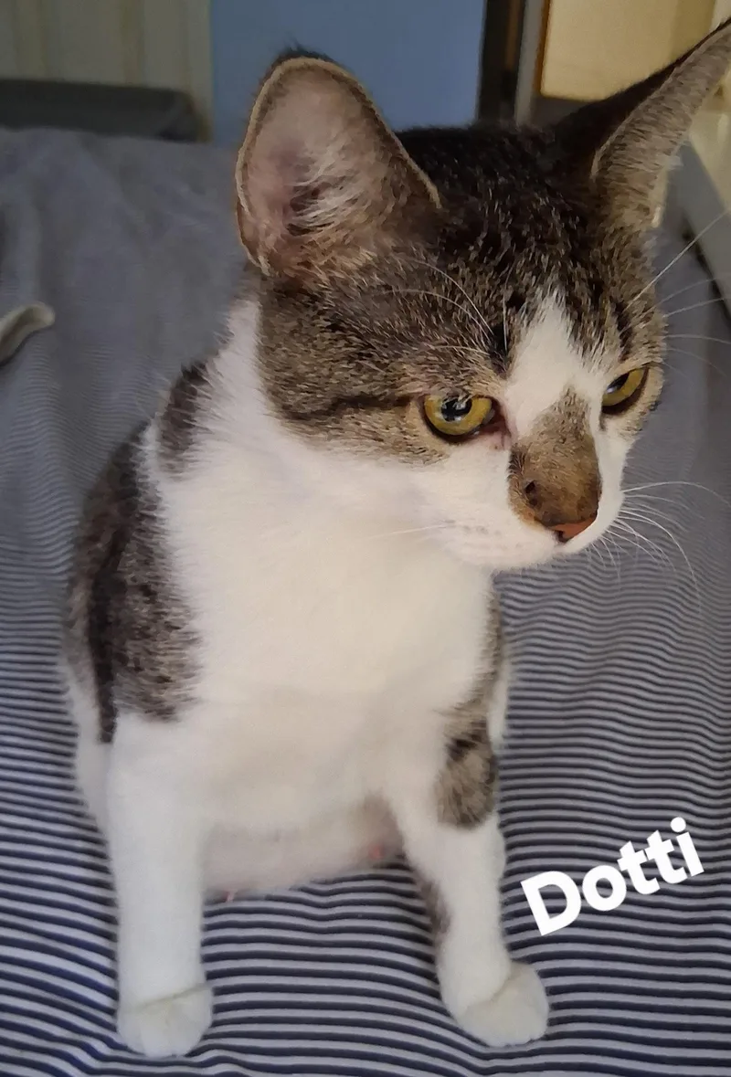 A young medium-sized female Domestic Short Hair cat named Dotti for adoption in Longwood, FL