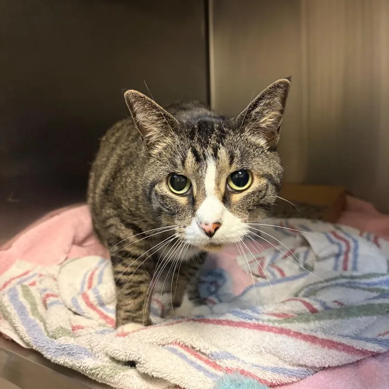 An adult medium-sized female Brown / Chocolate Domestic Short Hair cat named Klue for adoption in Council Bluffs, IA