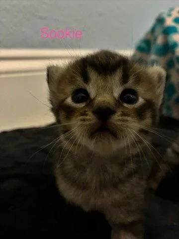 A baby medium-sized female Domestic Medium Hair cat named Sookie for adoption in Blairsville, GA