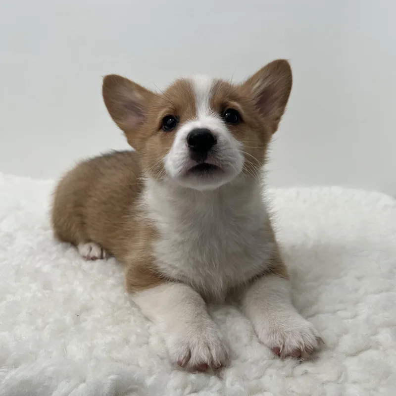 A baby small-sized male Red / Chestnut / Orange Pembroke Welsh Corgi dog named Milo & Millie for adoption in Newark, NJ