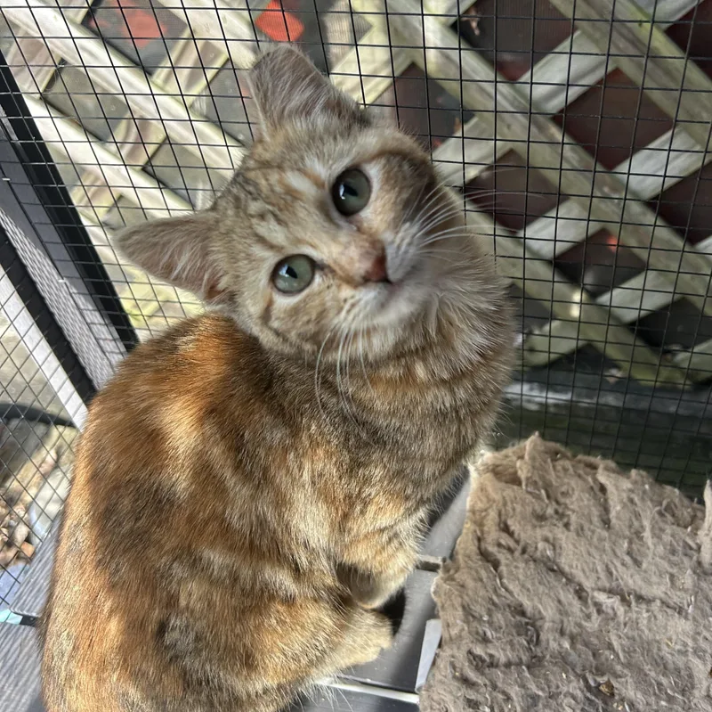 Jupiter & Europa thumbnail 2