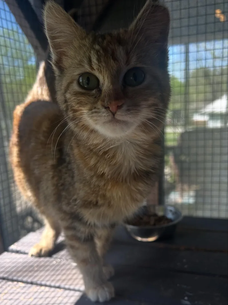 Jupiter & Europa thumbnail 3