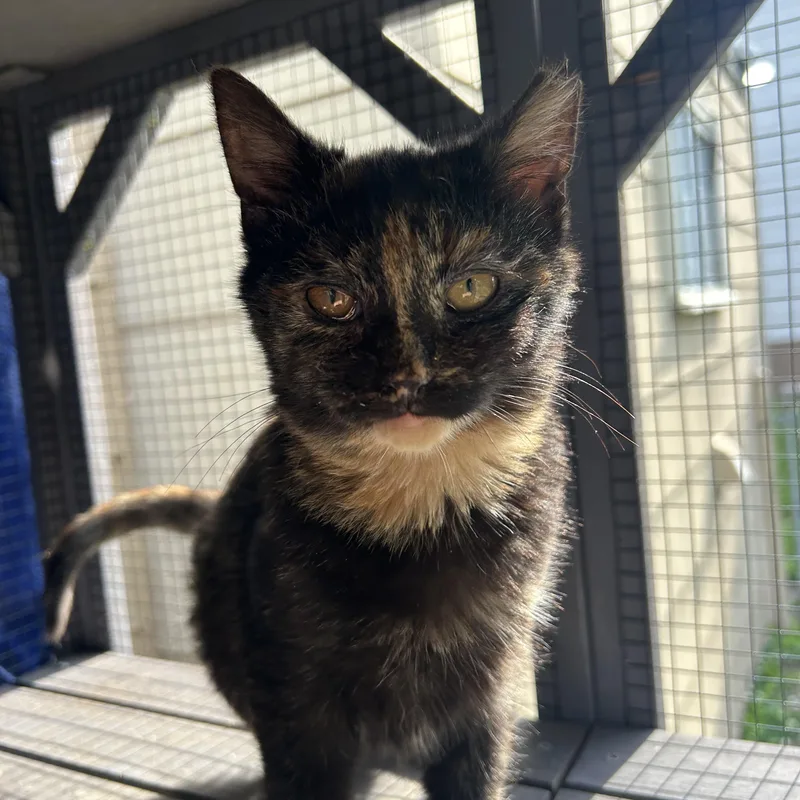 A baby small-sized female Tortoiseshell Domestic Short Hair cat named Jupiter & Europa for adoption in Fort Oglethorpe, GA