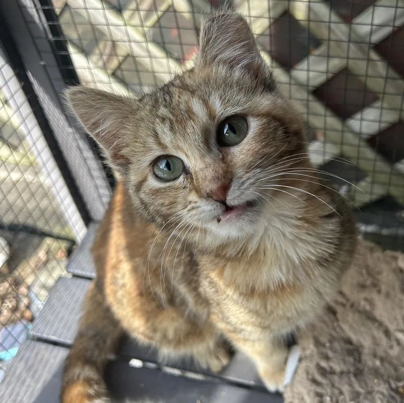 Jupiter & Europa thumbnail 4