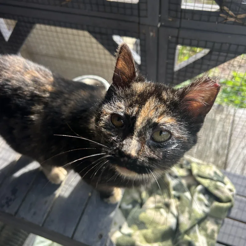 Jupiter & Europa thumbnail 5