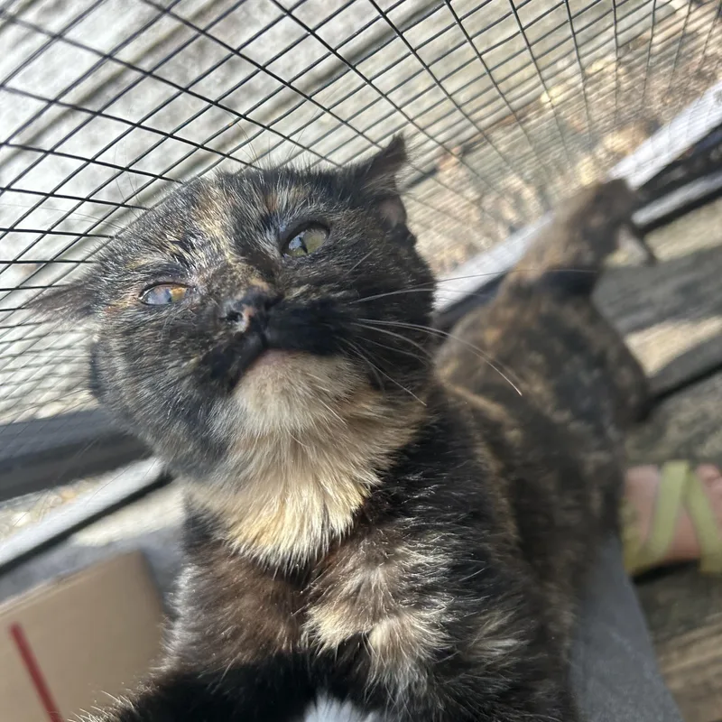 Jupiter & Europa thumbnail 6