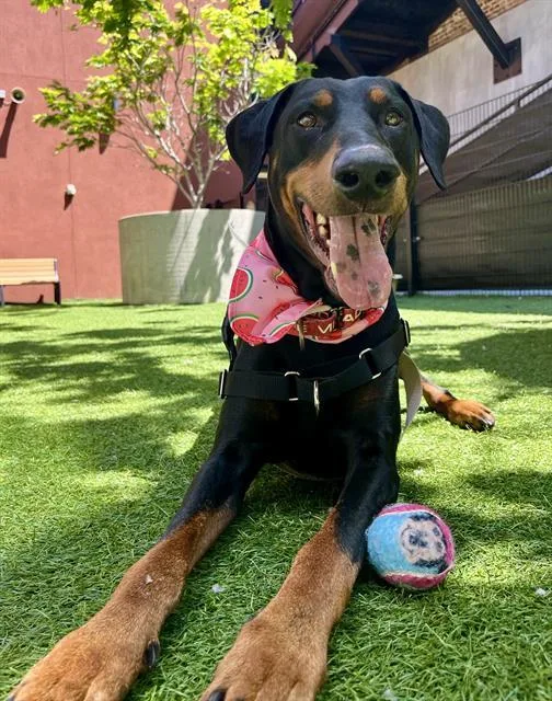 An adult large-sized male Doberman Pinscher dog named Gabe for adoption in San Francisco, CA