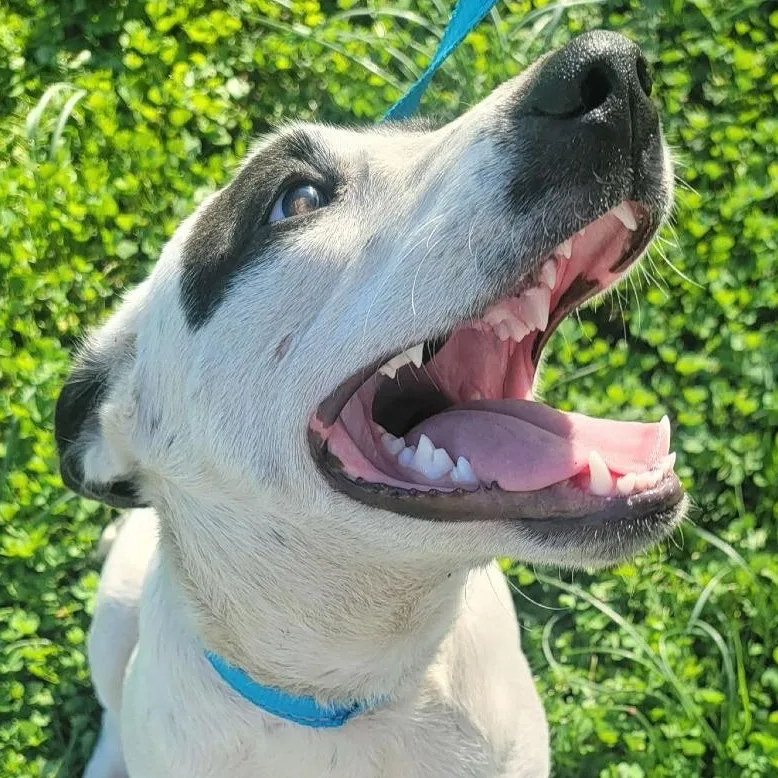 A young medium-sized male Black Retriever dog named Simmons for adoption in CORPUS CHRISTI, TX