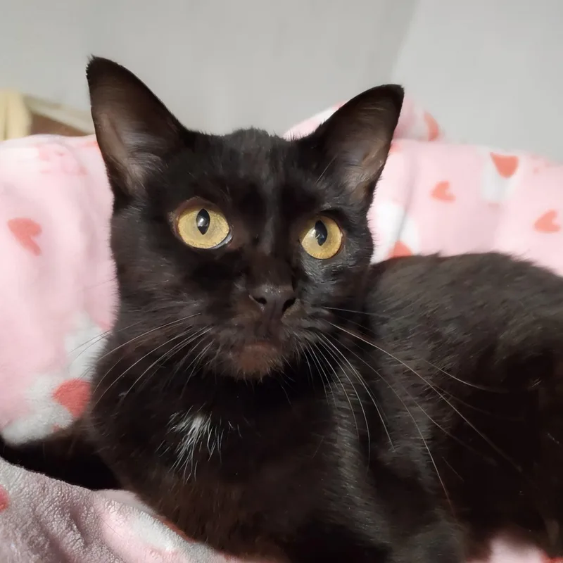 A young medium-sized female Black Domestic Short Hair cat named Rosie for adoption in Marseilles, IL