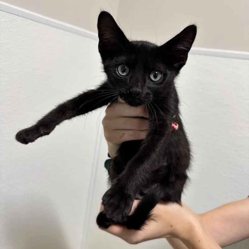 A baby small-sized male Gray / Blue / Silver Domestic Short Hair cat named Zigzag for adoption in Clearwater, FL