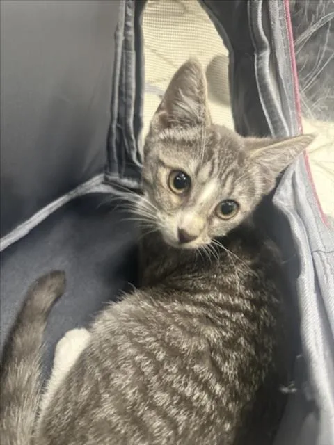 Gatita