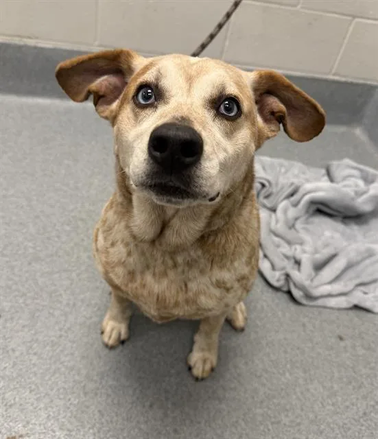 An adult medium-sized female Australian Cattle Dog / Blue Heeler dog named Vash for adoption in Indianapolis, IN