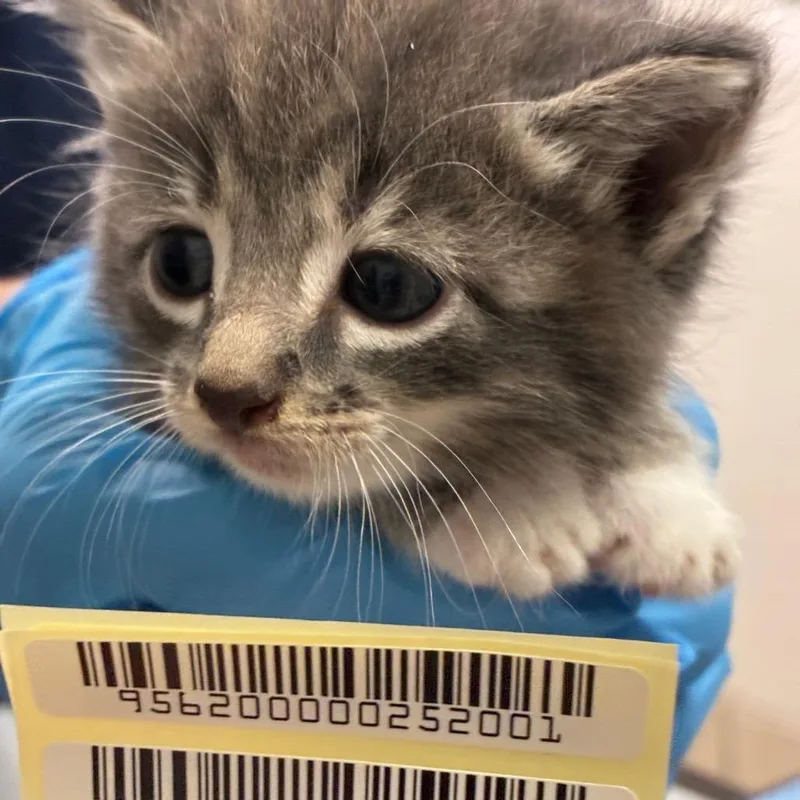 A baby small-sized male Gray / Blue / Silver Domestic Short Hair cat named Maddox for adoption in Charleston, WV