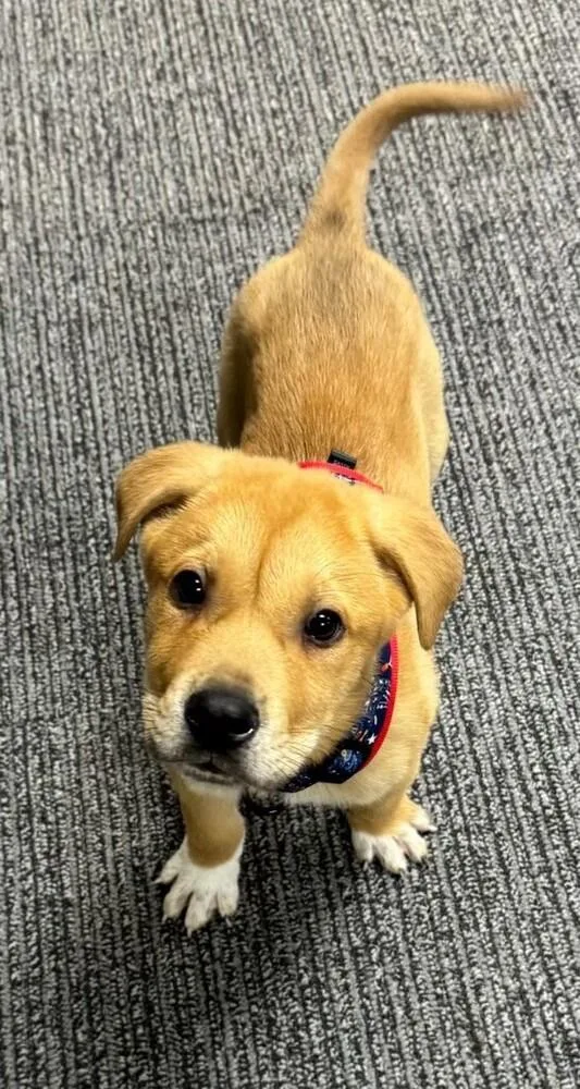 A baby large-sized male White / Cream Labrador Retriever dog named Cruz for adoption in Charlotte, NC