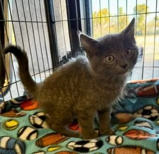 A baby medium-sized male Gray / Blue / Silver Domestic Short Hair cat named Wyck for adoption in Mason City, IA