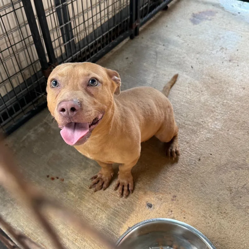 An adult medium-sized male Yellow / Tan / Blond / Fawn Mixed Breed dog named Hulk for adoption in Lake Jackson, TX
