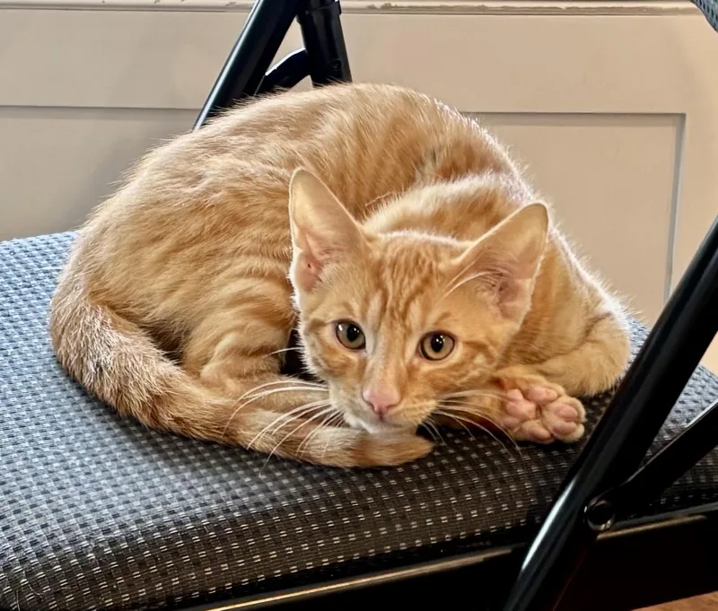 A young small-sized male Orange / Red Domestic Short Hair cat named Dylan Steve for adoption in San Juan Capistrano, CA