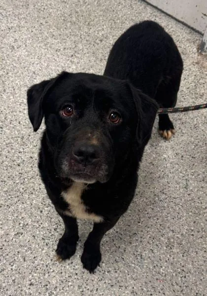 An adult large-sized female Black Labrador Retriever dog named Dior for adoption in Kansas City, MO