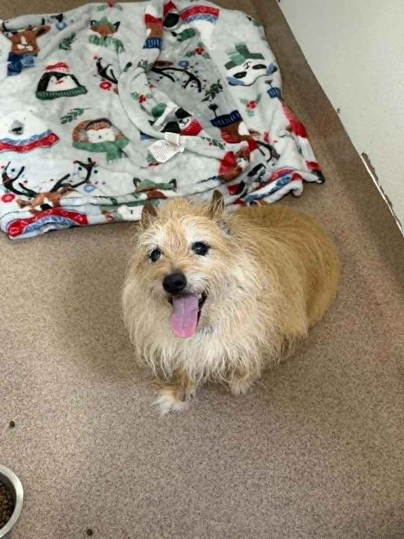 A senior small-sized male Yellow / Tan / Blond / Fawn Norwich Terrier dog named Coffee for adoption in Chambersburg, PA