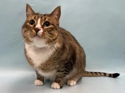 A baby small-sized male Domestic Short Hair cat named Kit Kat for adoption in Coon Rapids, MN