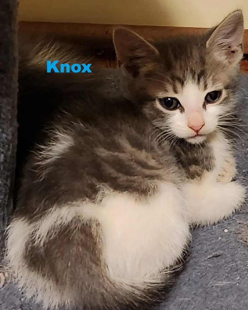 A baby medium-sized male Gray & White Domestic Medium Hair cat named Knox for adoption in Blairsville, GA