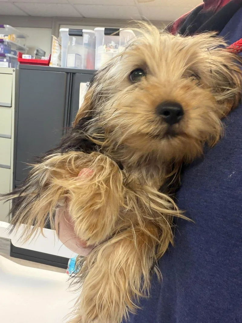 A young small-sized male Yorkshire Terrier dog named Benji for adoption in Grand Forks, ND