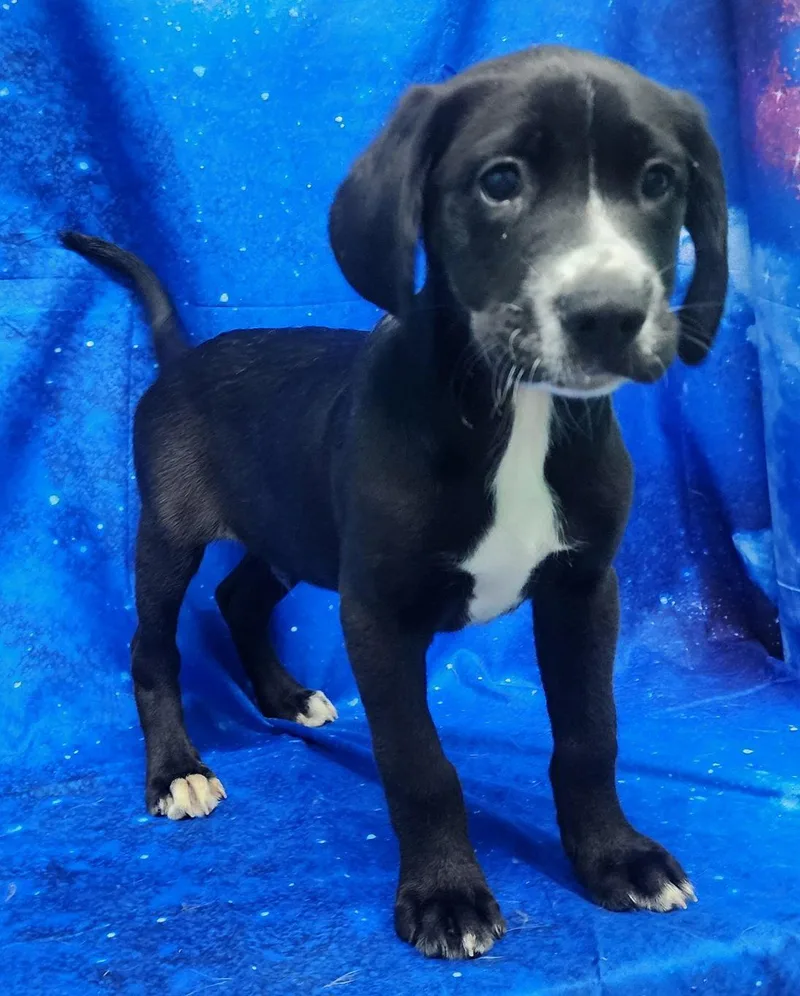 Hibiscus thumbnail 2