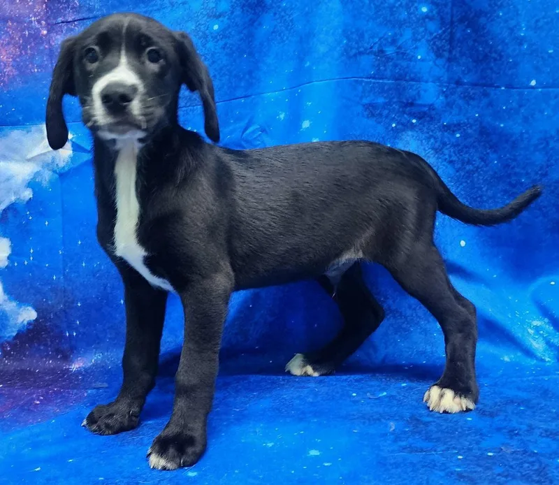 Hibiscus thumbnail 3