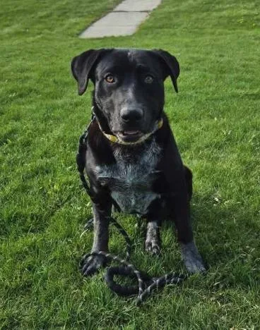 A young large-sized male Black Labrador Retriever dog named Blue for adoption in Colville , WA