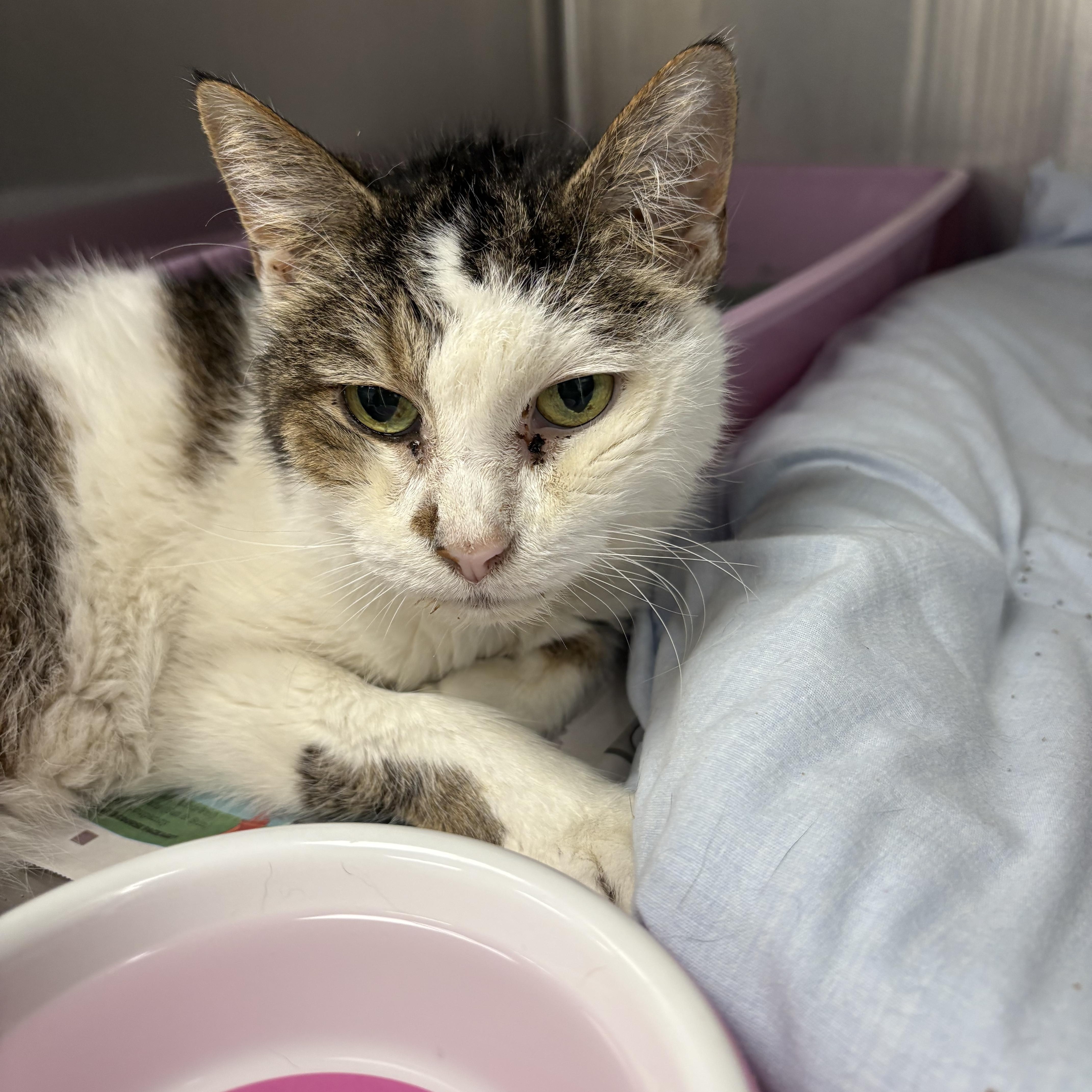 A senior large-sized female White Domestic Medium Hair cat named Puppy for adoption in Youngstown, OH