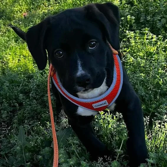 Little Debbie thumbnail 2