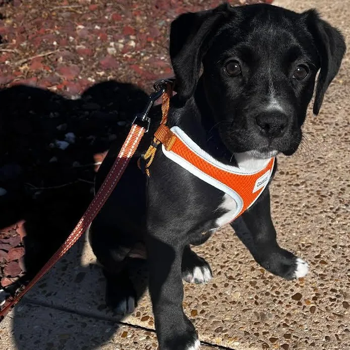 Little Debbie thumbnail 3