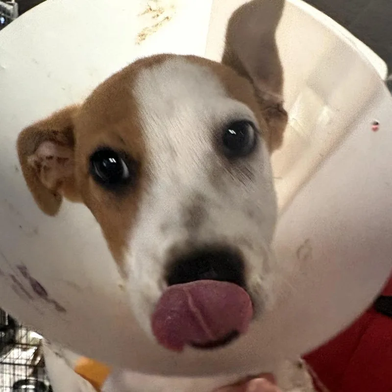 A baby small-sized female White / Cream Mixed Breed dog named Blossom for adoption in Leander, TX
