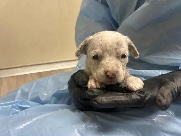 A baby medium-sized male Australian Cattle Dog / Blue Heeler dog named Cricket for adoption in San Diego, CA
