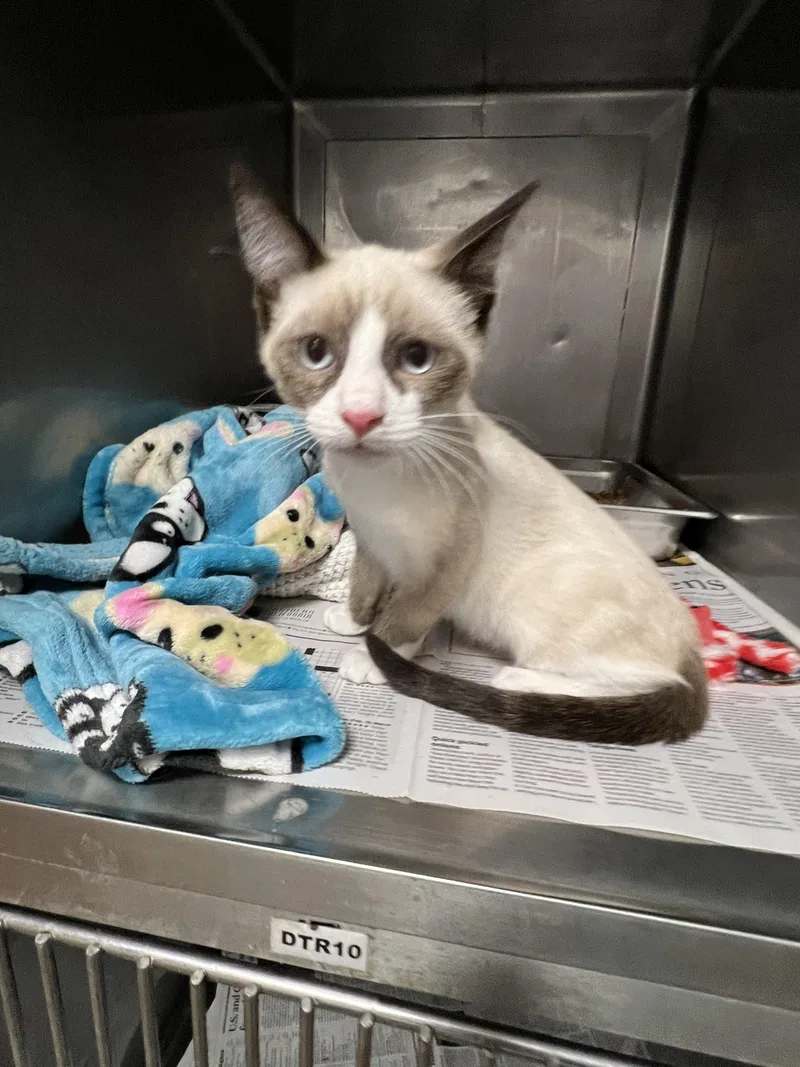 A baby medium-sized female Domestic Short Hair cat named Alondra for adoption in Chatsworth, CA