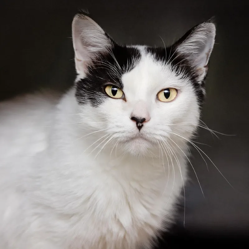 An adult large-sized female White Domestic Short Hair cat named Valley for adoption in Belleville, IL