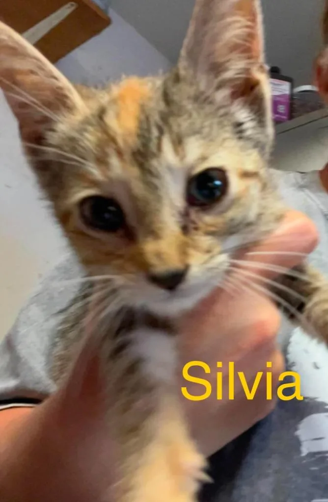 A baby small-sized female Domestic Short Hair cat named Sable for adoption in Princeton, IN