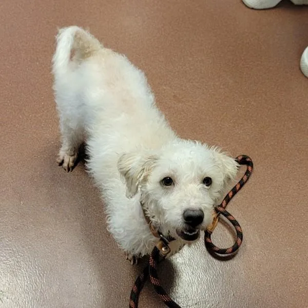 An adult medium-sized female Poodle dog named Shine for adoption in Oakland, CA
