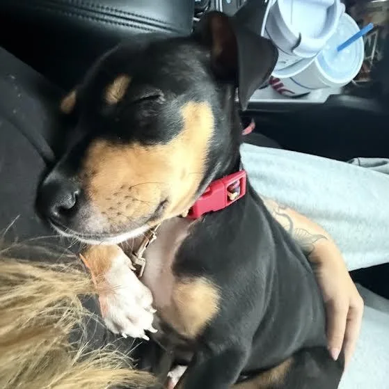 A baby medium-sized female Manchester Terrier dog named Jellybean for adoption in Springfield, MO