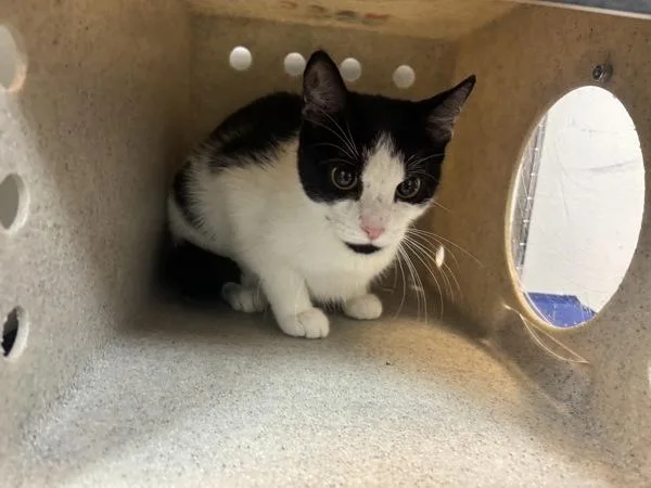 An adult medium-sized female Domestic Short Hair cat named Casey for adoption in New York, NY