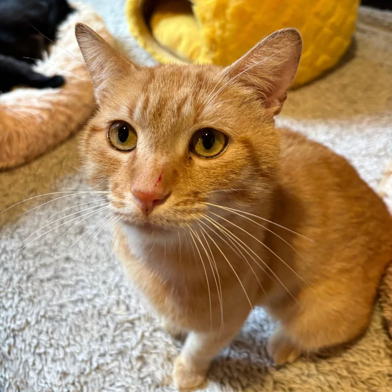 An adult medium-sized male Orange / Red Domestic Short Hair cat named Mangrove for adoption in Brooklyn, NY
