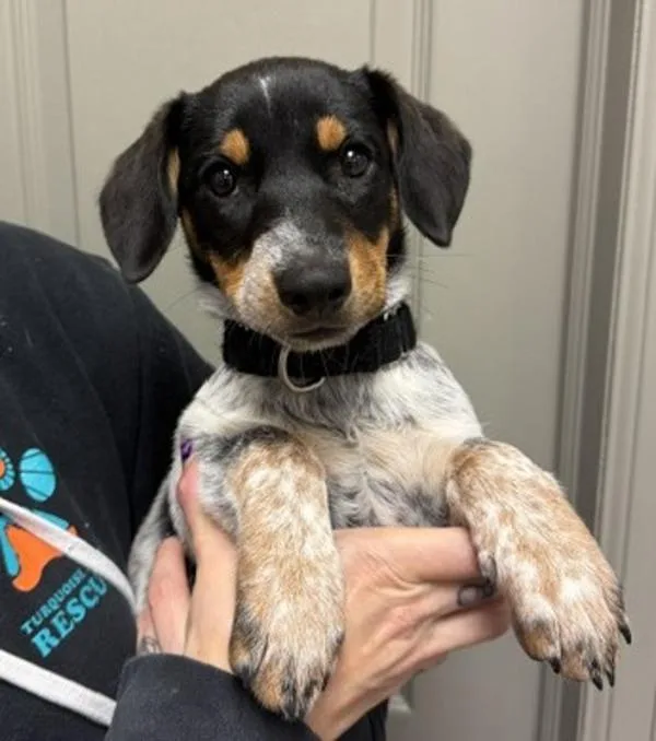 A baby medium-sized female Australian Cattle Dog / Blue Heeler dog named Red Robin for adoption in Littleton, CO
