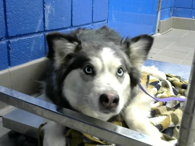 An adult medium-sized female Husky dog named Nala for adoption in Albuquerque, NM