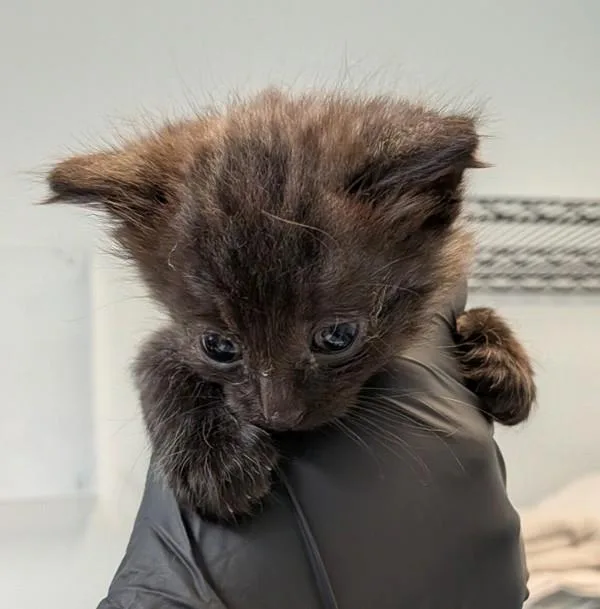 A baby small-sized male Domestic Short Hair cat named Pixie for adoption in San Diego, CA