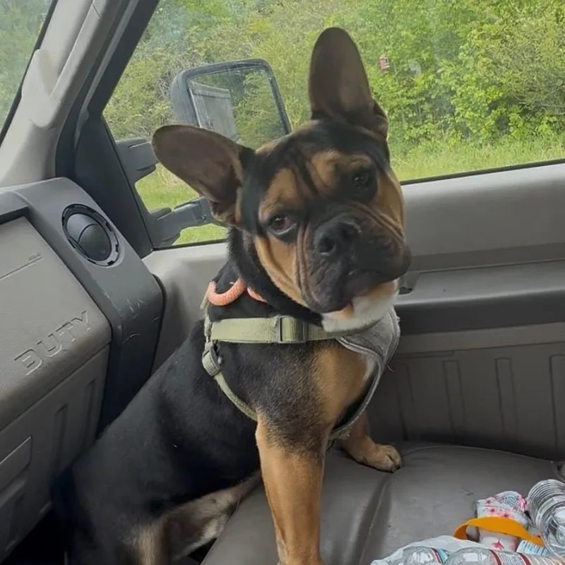 An adult small-sized male Black French Bulldog dog named Spunky for adoption in New York, NY