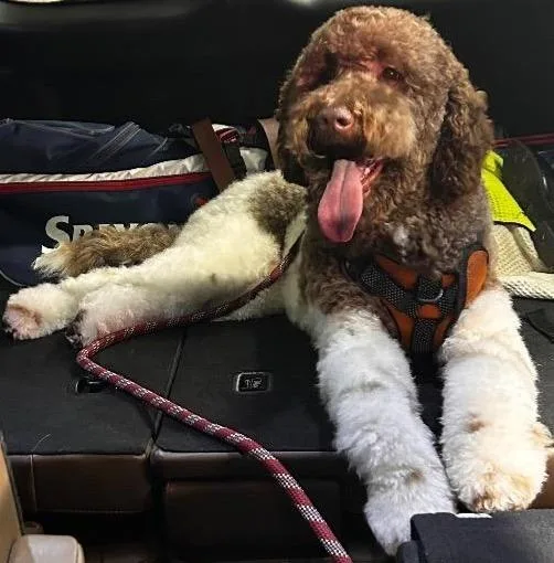 A young large-sized male Golden Retriever dog named Goose for adoption in Little Rock, AR