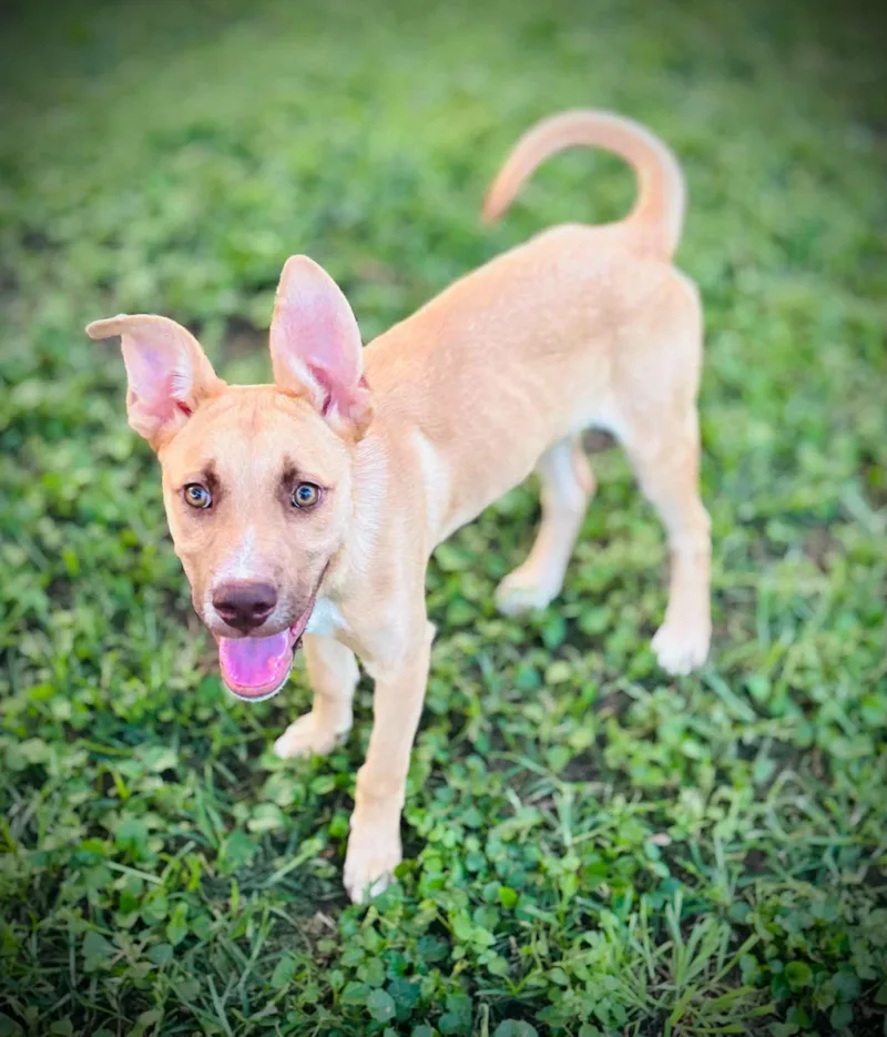 A baby medium-sized female White / Cream Australian Cattle Dog / Blue Heeler dog named Presley for adoption in Austin, TX