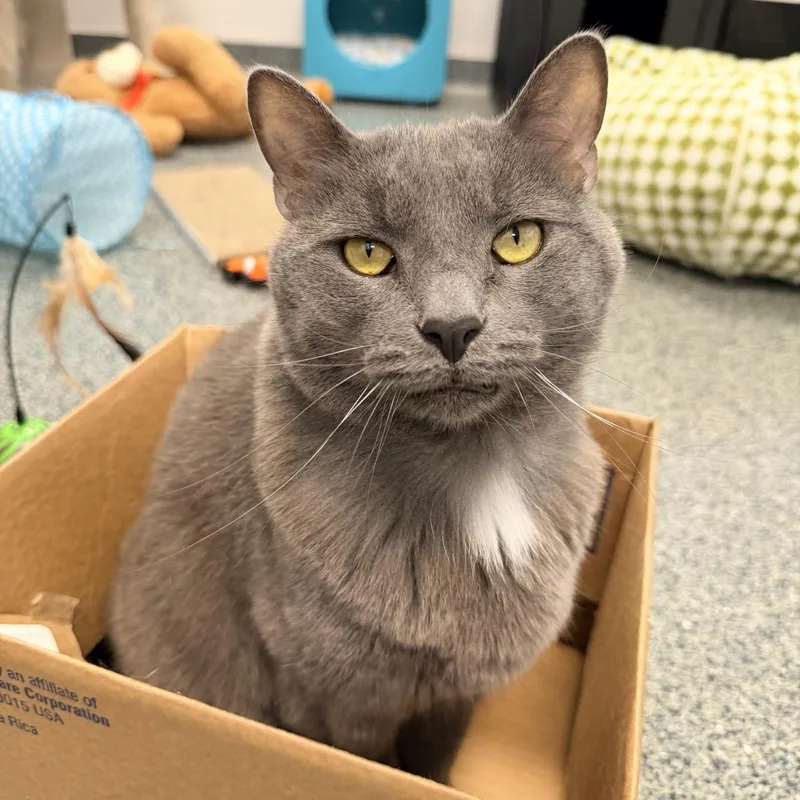 An adult large-sized male Gray / Blue / Silver Domestic Short Hair cat named Loki for adoption in Fishers, IN